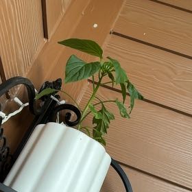Photo of the plant species Bell Pepper 'Better Bell' by @GoldenMyagrum77 named Gobi on Greg, the plant care app