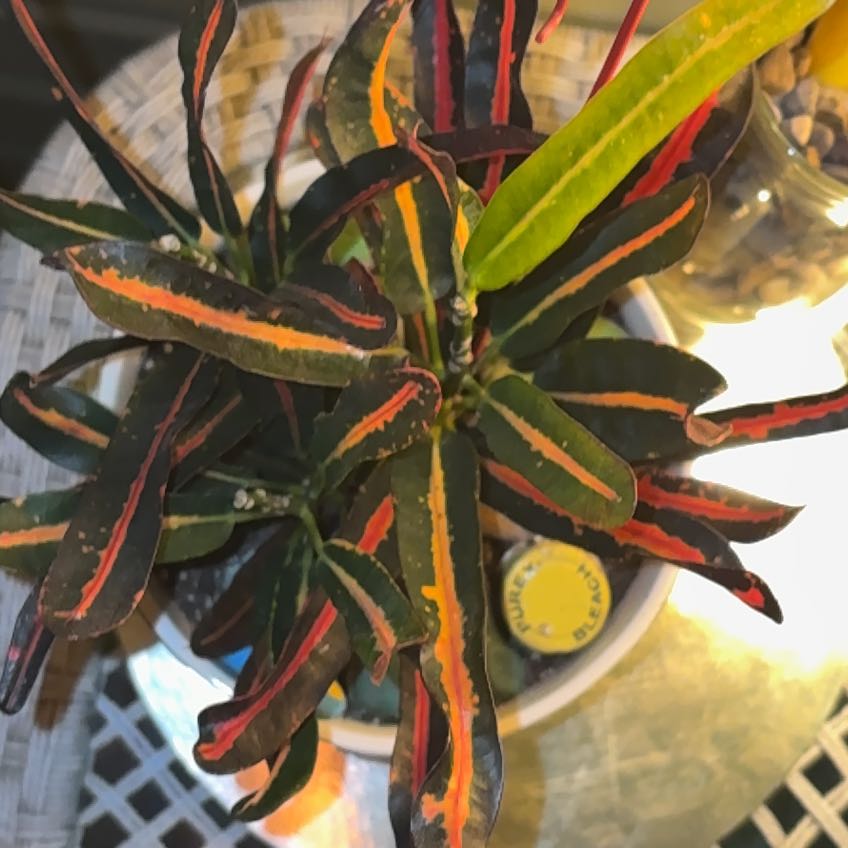 Photo of the plant species Red Banana Croton by @HipDateplum33 named James Dean on Greg, the plant care app