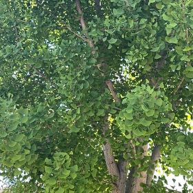 Photo of the plant species Ginkgo Tree by @EthicalFlax13 named Spike Leaves on Greg, the plant care app
