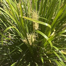 Photo of the plant species Texas Sacahuista by @EthicalFlax13 named Mando on Greg, the plant care app