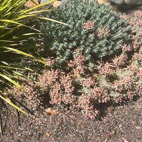 Photo of the plant species Medusa's Head by @EthicalFlax13 named Lavender on Greg, the plant care app