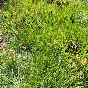 Photo of the plant species Orange Bulbine by @EthicalFlax13 named Rainier on Greg, the plant care app