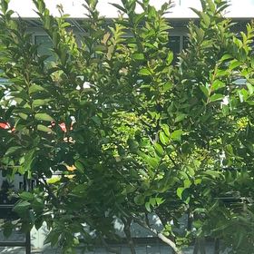 Photo of the plant species Cape Myrtle by @EthicalFlax13 named Denali on Greg, the plant care app