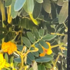 Photo of the plant species Caesalpinia Mexicana by @EthicalFlax13 named Emerson on Greg, the plant care app