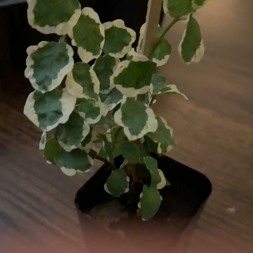 Photo of the plant species Yerba Buena by @ManyWinika24 named Lebron on Greg, the plant care app