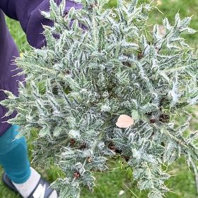 Photo of the plant species Spear Thistle by @PetLuronium94 named Kendall on Greg, the plant care app