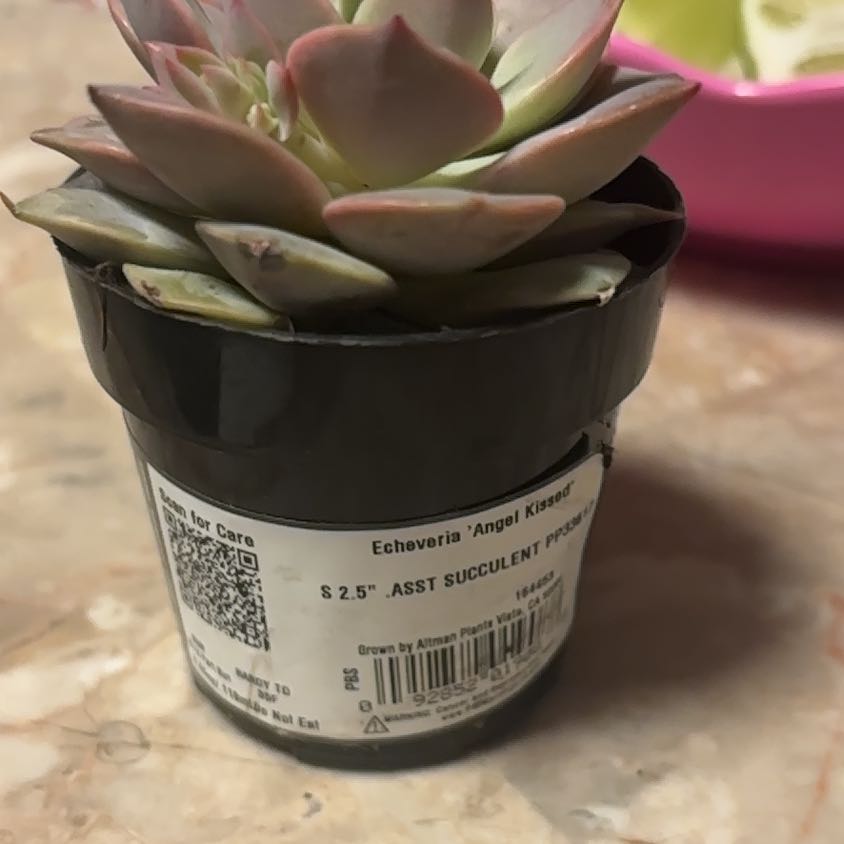 Photo of the plant species Echeveria 'Angel Kissed' by @MajorTimeout36 named LiloStitch on Greg, the plant care app