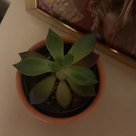 Photo of the plant species Black Prince by @NurseComet41 named Prince on Greg, the plant care app