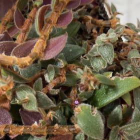 Photo of the plant species Teddy Bear Vine by @BossPunanova18 named Doja Cat on Greg, the plant care app