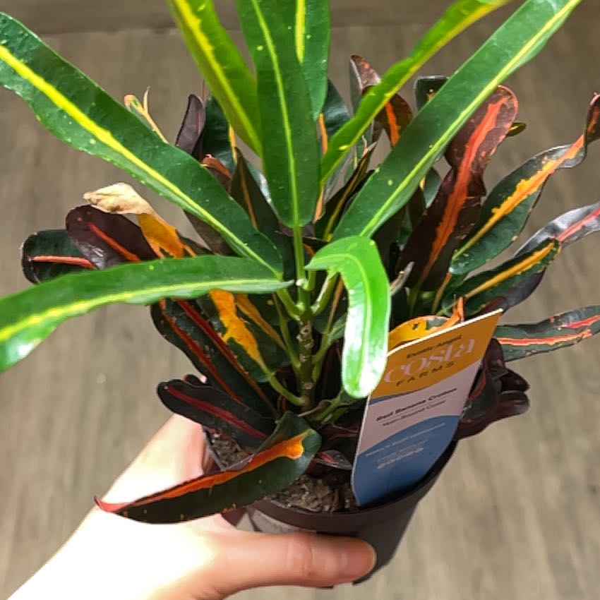 Photo of the plant species Red Banana Croton by @DollRedfir74 named Sol on Greg, the plant care app