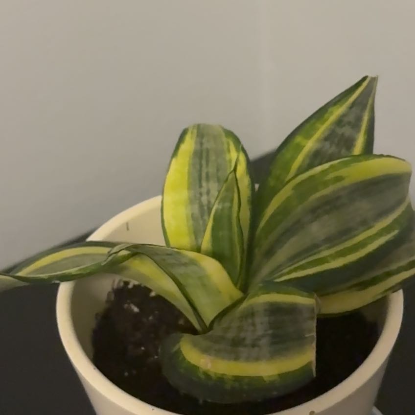 Photo of the plant species Birds Nest gold hahnii sansevieria by @IdealSalsify89 named Stacy on Greg, the plant care app
