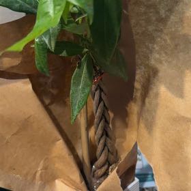 Photo of the plant species Pachira by @TactfulSalal named Walt on Greg, the plant care app