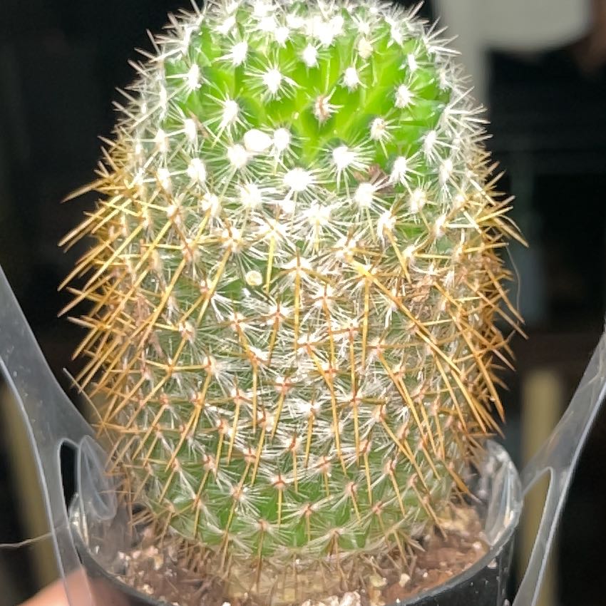 Photo of the plant species Golden Pincushion Cactus by @MeekMakole21 named Uriah Faber on Greg, the plant care app