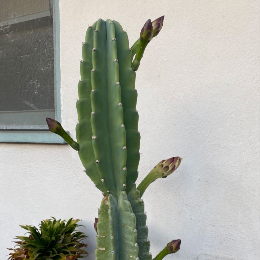 Photo of the plant species Peruvian Apple Cactus by @laugravity named Cereus on Greg, the plant care app
