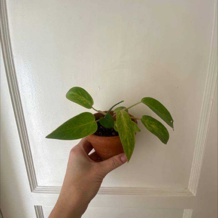 Philodendron 'Painted Lady' plant in a terracotta pot held by a hand.
