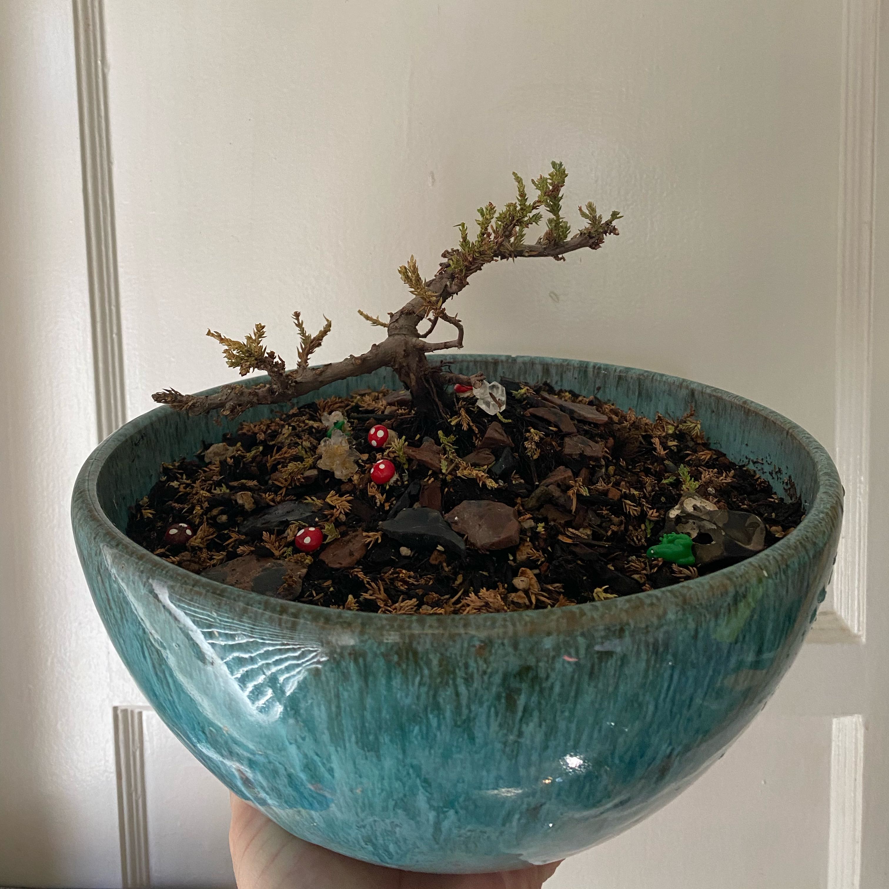 Photo of the plant species Japanese Garden Juniper by @laugravity named Ouji on Greg, the plant care app