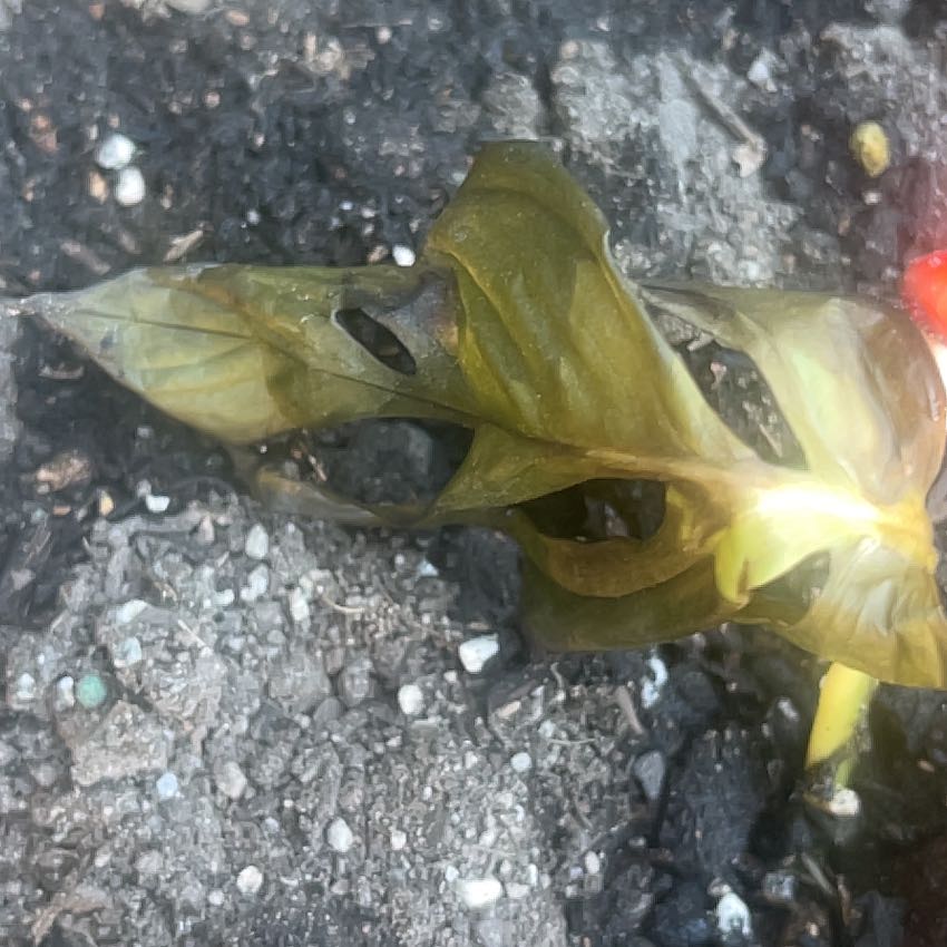 Photo of the plant species kawakawa by @IdolRedflax45 named Delilah on Greg, the plant care app