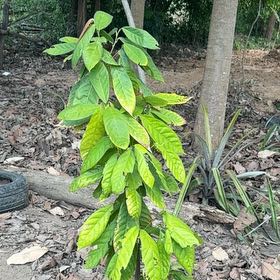 Photo of the plant species Cacao Tree by @BusyAster50 named Surya on Greg, the plant care app
