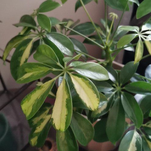 Photo of the plant species Umbrella Tree by @Crowley named LiloStitch on Greg, the plant care app