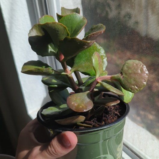 Photo of the plant species Tugela Cliff-Kalanchoe by @RadAlbo78 named Hercules on Greg, the plant care app