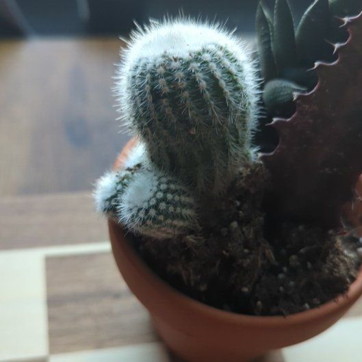 Photo of the plant species Silver Ball Cactus by @RadAlbo78 named Edd on Greg, the plant care app