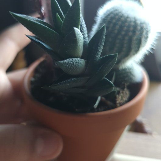 Photo of the plant species Haworthia resendeana by @RadAlbo78 named Eddy on Greg, the plant care app