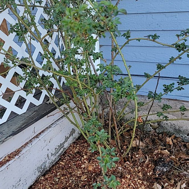 Photo of the plant species Mini Rose by @DazzlingBulrush named Elle on Greg, the plant care app