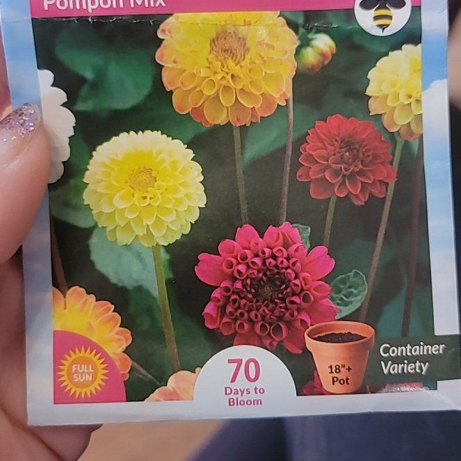 Photo of the plant species Dahlias by @DazzlingBulrush named Sherlock on Greg, the plant care app