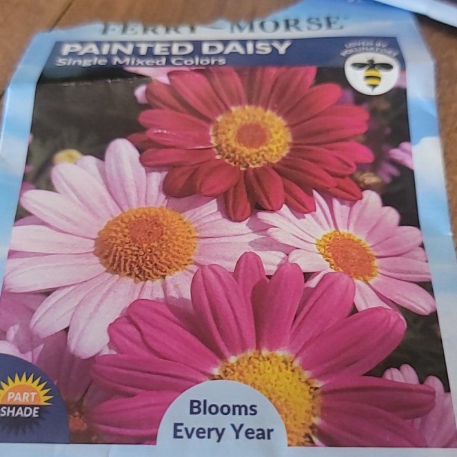 Photo of the plant species Painted Daisy 'Scarlet Glow' by @DazzlingBulrush named Hamilton on Greg, the plant care app