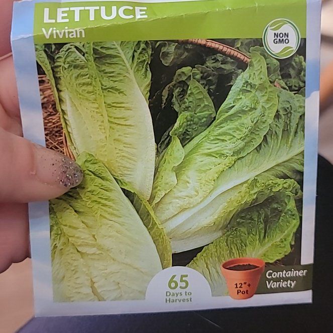 Photo of the plant species Vivian Romaine Lettuce by @DazzlingBulrush named Mochi on Greg, the plant care app