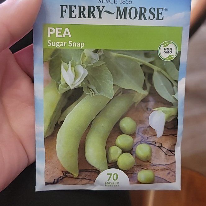 Photo of the plant species Sugar Snap Peas by @DazzlingBulrush named Captain Plant-it on Greg, the plant care app