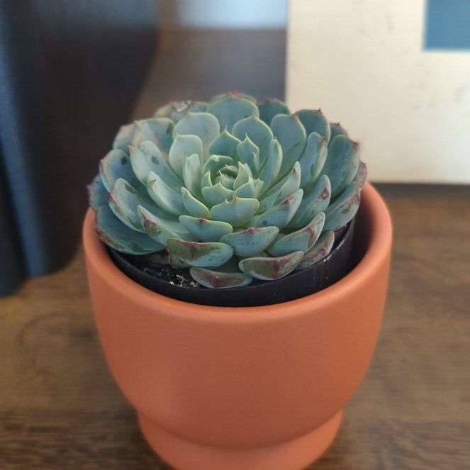 Photo of the plant species Echeveria 'Happy™' by @YesOakfern72 named Keith on Greg, the plant care app