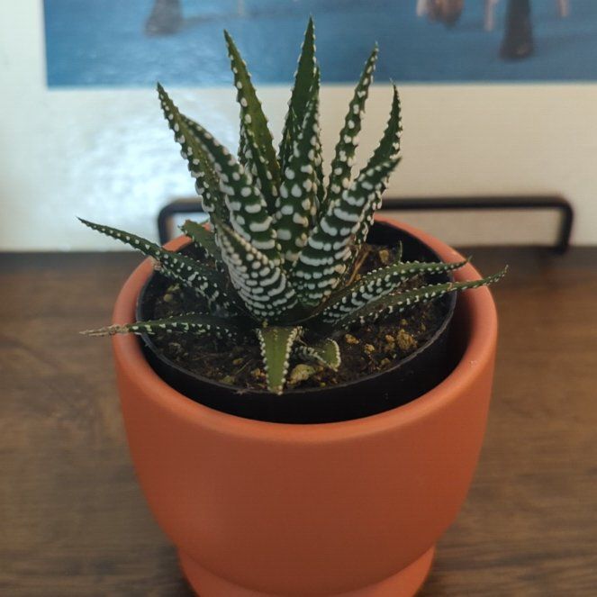 Photo of the plant species Haworthia fasciata 'Barcelona' by @YesOakfern72 named Herbie on Greg, the plant care app