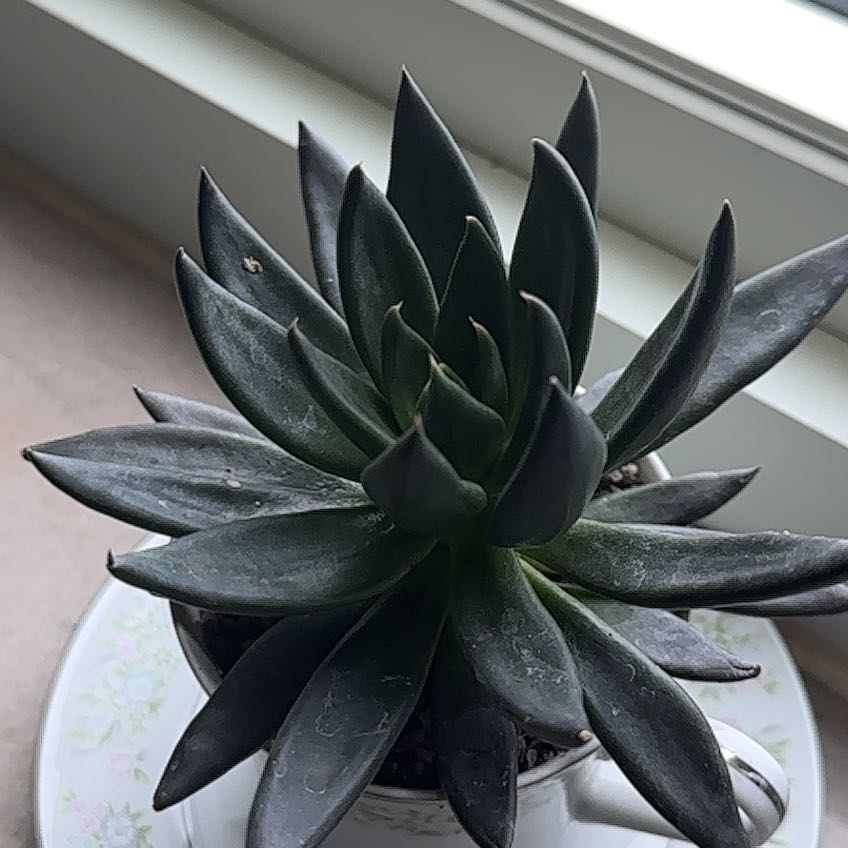 Photo of the plant species Black Knight by @CuteRedfir97 named Midnight on Greg, the plant care app