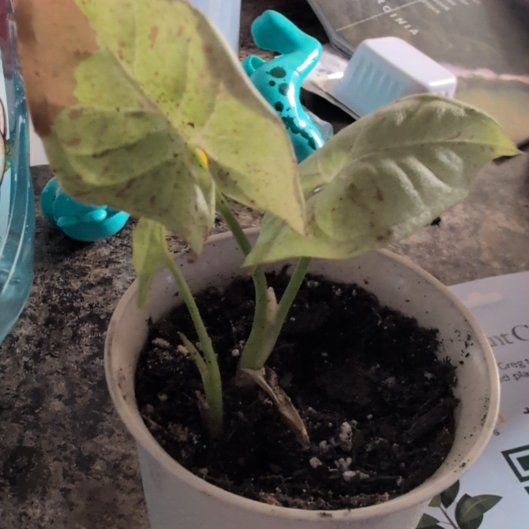 Photo of the plant species Milk Confetti Syngonium by @FinestRedcap89 named Treeyoncé on Greg, the plant care app
