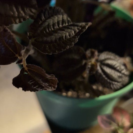 Photo of the plant species Friendship Plant by @FinestRedcap89 named Zion on Greg, the plant care app