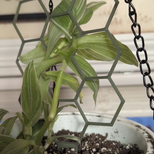 Photo of the plant species White Stripe Wandering Jew by @FinestRedcap89 named Cleopatra on Greg, the plant care app