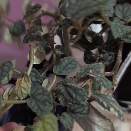 Photo of the plant species Watermelon Begonia by @FinestRedcap89 named Mollie on Greg, the plant care app