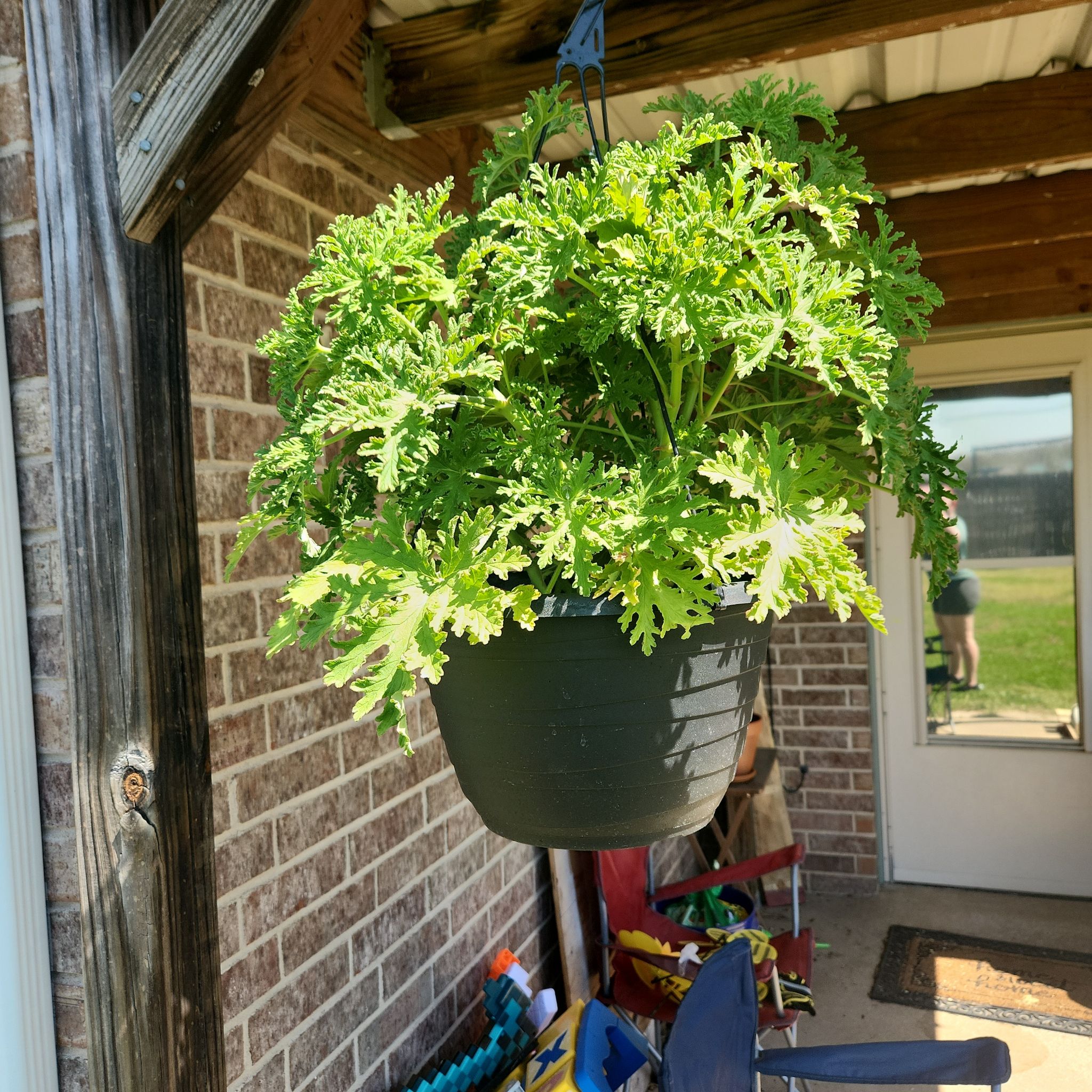 Photo of the plant species Citronella Grass by @ManyMarimo39 named Ronaldo on Greg, the plant care app