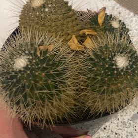 Photo of the plant species Arborescent Prickly Pear by @KookyTutu95 named Emerson on Greg, the plant care app