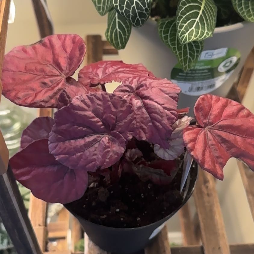 Photo of the plant species Begonia Beleaf® 'Inca Flame' by @MusicalMum26 named Vesta on Greg, the plant care app