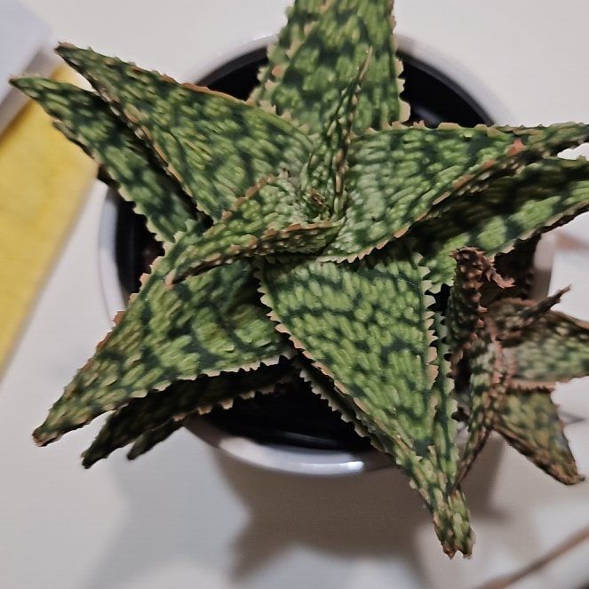 Photo of the plant species Aloe 'Lavender Star' by @WinCowvine49 named Jack on Greg, the plant care app