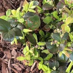 Photo of the plant species Blueberry Bush by @RegnantSuriana named Pax on Greg, the plant care app