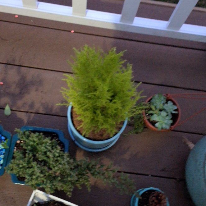 Photo of the plant species Lemon Cypress by @AvidGinger1 named Cupressus macrocarpa Goldcrest on Greg, the plant care app