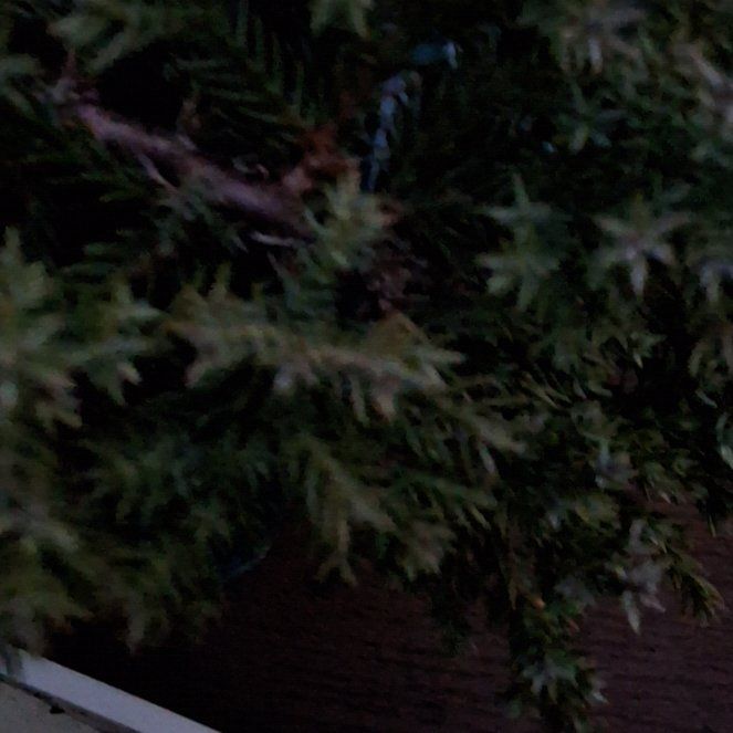Photo of the plant species Japanese Garden Juniper by @AvidGinger1 named Juniperus procumbens on Greg, the plant care app