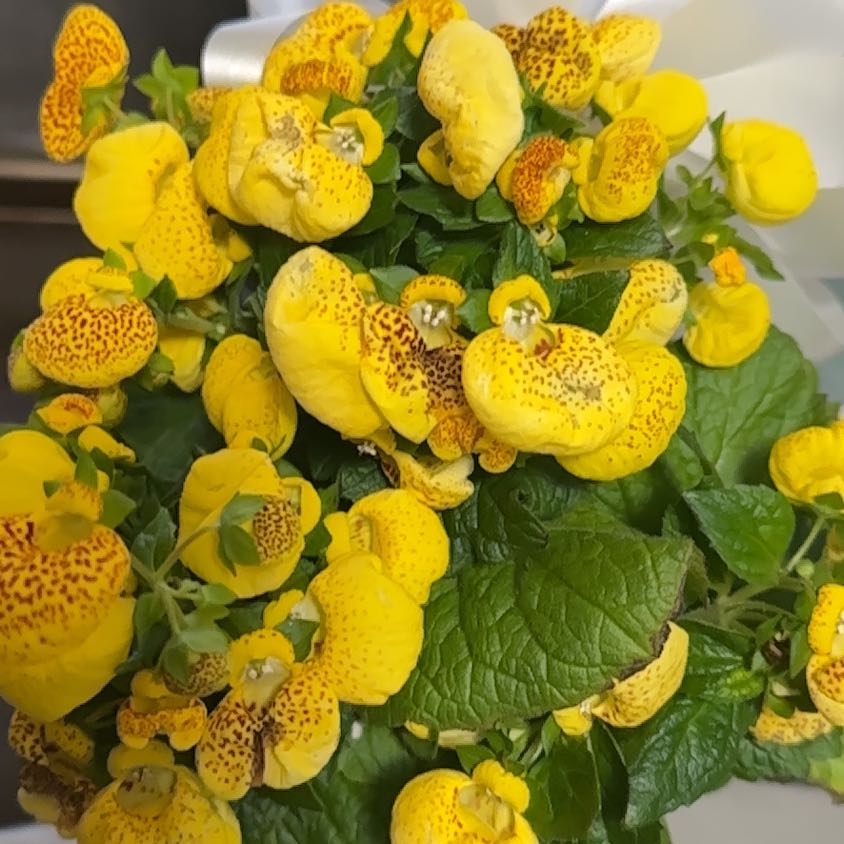 Photo of the plant species Marsh Marigold by @NiceAraceae16 named Rosa on Greg, the plant care app