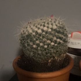 Photo of the plant species Old Lady Cactus by @TryZelkova48 named Louthorn on Greg, the plant care app