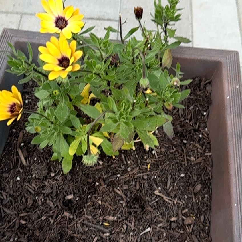 Photo of the plant species Yellow Daisy by @TopCowbane11 named Drake on Greg, the plant care app