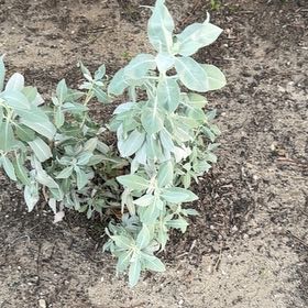 Photo of the plant species White Sage by @TopCowbane11 named Hemingway on Greg, the plant care app
