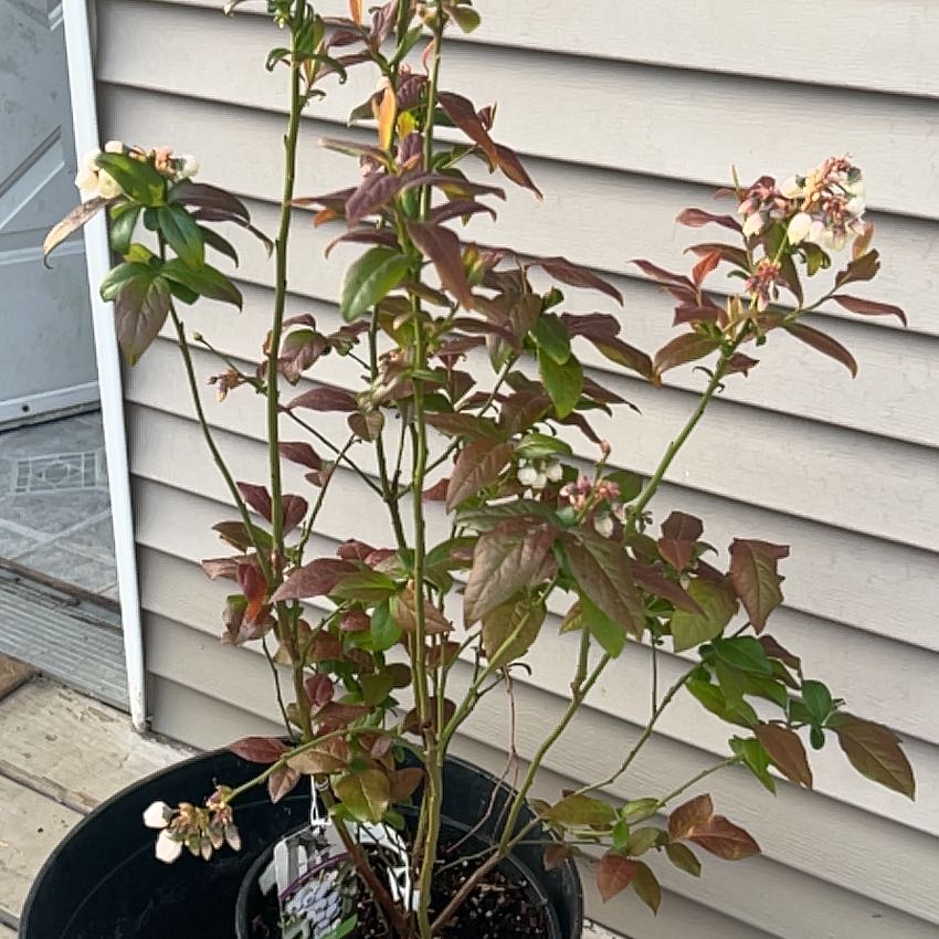 Photo of the plant species Spartan Blueberry Bush by @KeenRedalder41 named Billberry on Greg, the plant care app